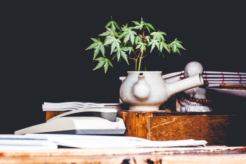 Cannabis Business Trends
